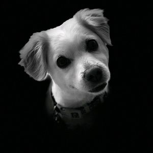 Meet your Posher, Sydney